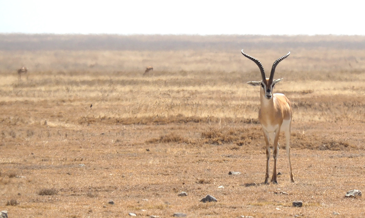 The Thomson's gazelle is one of the species with most rapid decline in Kenya.