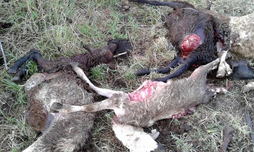 Sheep kills by hyenas’ at Ololosokwan village. Photo: Emanuel