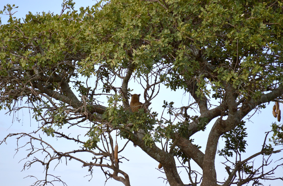 Leopard on the sausage tree: Photo: Franco Mbise