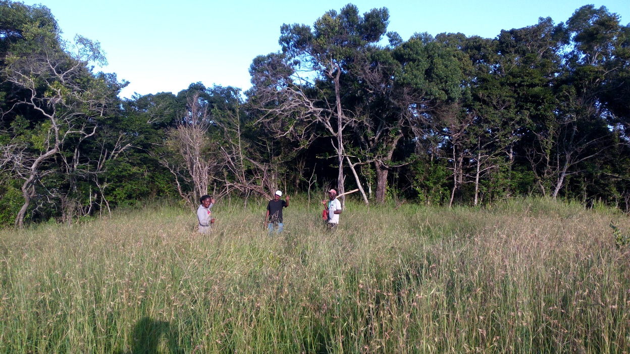 Ingira forest, (within Serengeti National Park, North) one of the habitat where trapping was conducted.