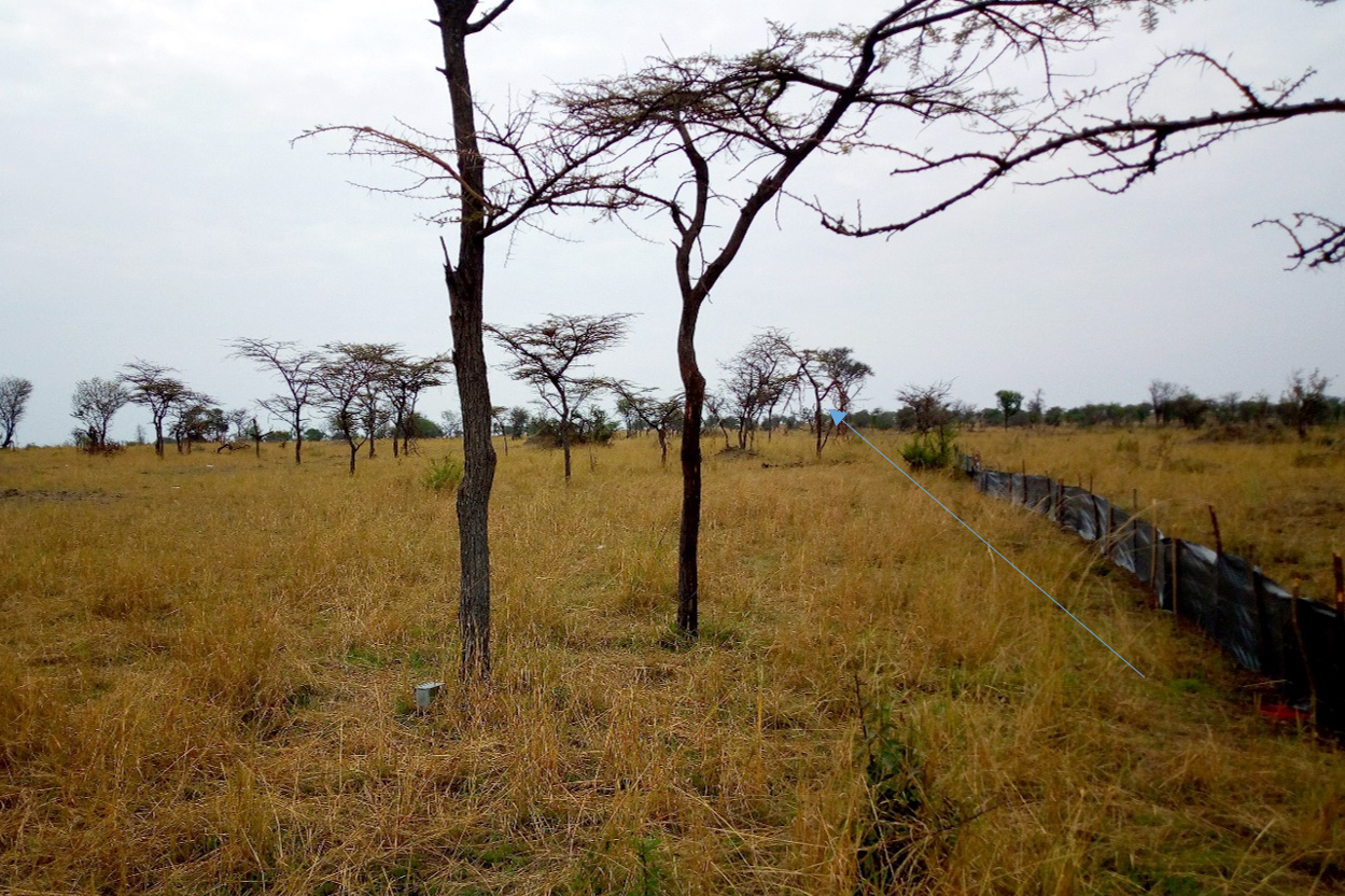 Pitfall traps in the wooded grassland of the Serengeti National Park Photo; Monica Shilereyo, 2017