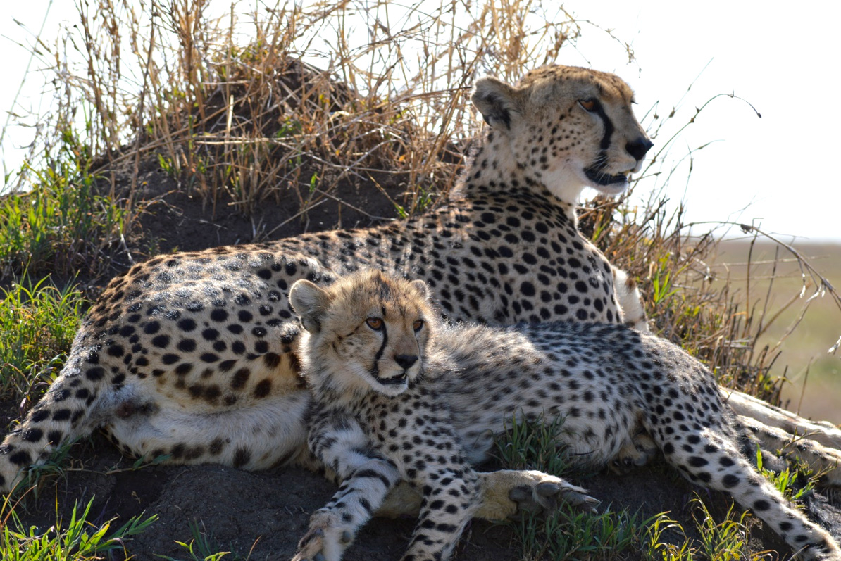A good spot on cheetah after our experiment at Serengeti National Park (SNP). Photo: Franco Mbise