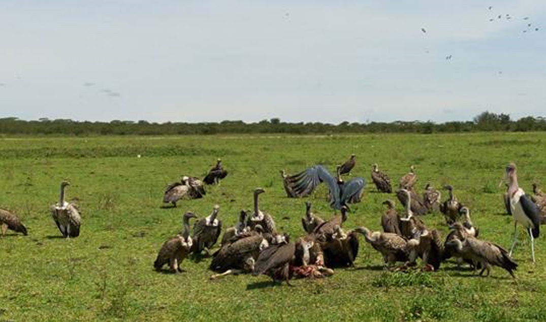 Vulture enjoying a carcass. Photo: Juma Mkwizu