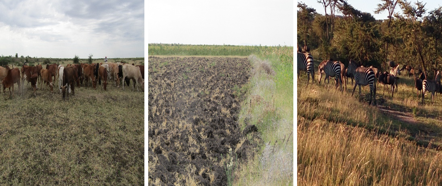Photo showing different land uses where research is carried out. From left; grazing land, Agricultural land and Protected area. Photo: Monica Shilereyo, 2016