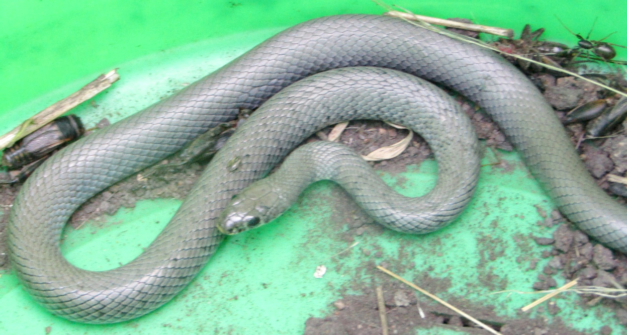 Naja nigricollis snake found in the bucket pitfall at Makao grazing land Photo; Monica Shilereyo, 2016
