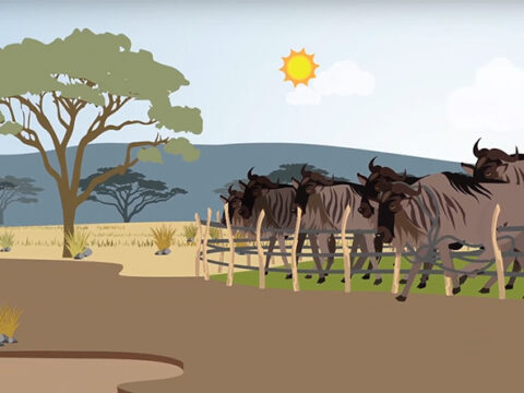Animation on wildebeests in front of fencing