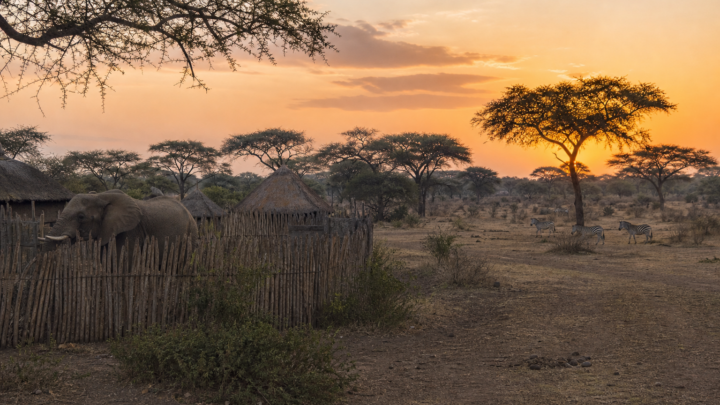 Human-Wildlife Conflict in Tanzania: Research Priorities for 2026