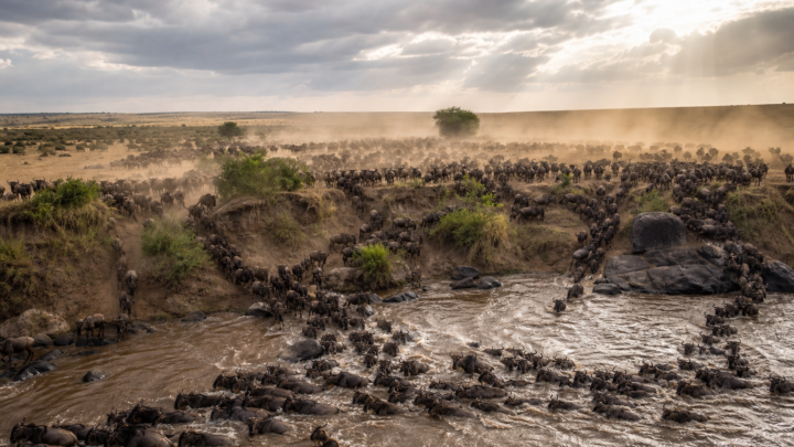 The Great Wildebeest Migration 2026: What Researchers Are Watching